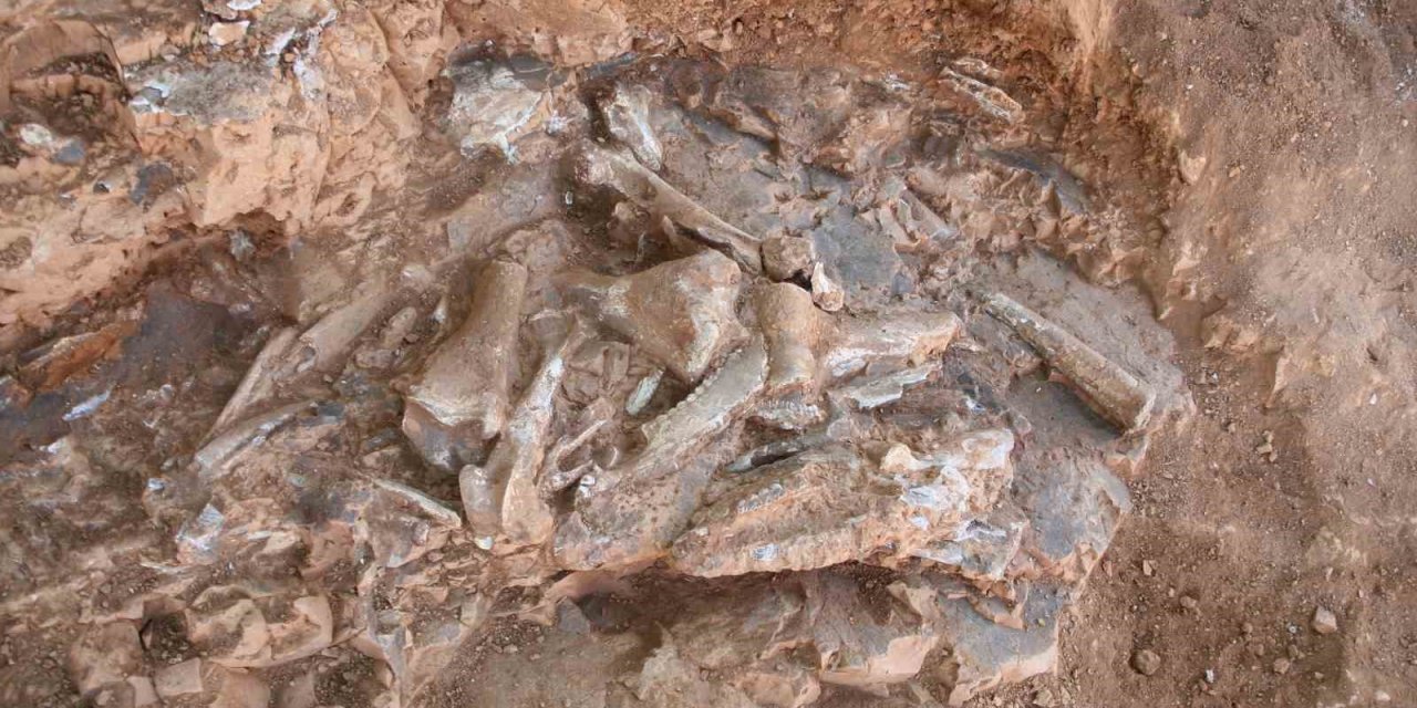 Denizli’de 9 milyon yıl öncesine ait oklu kirpi ve kuş fosili bulundu