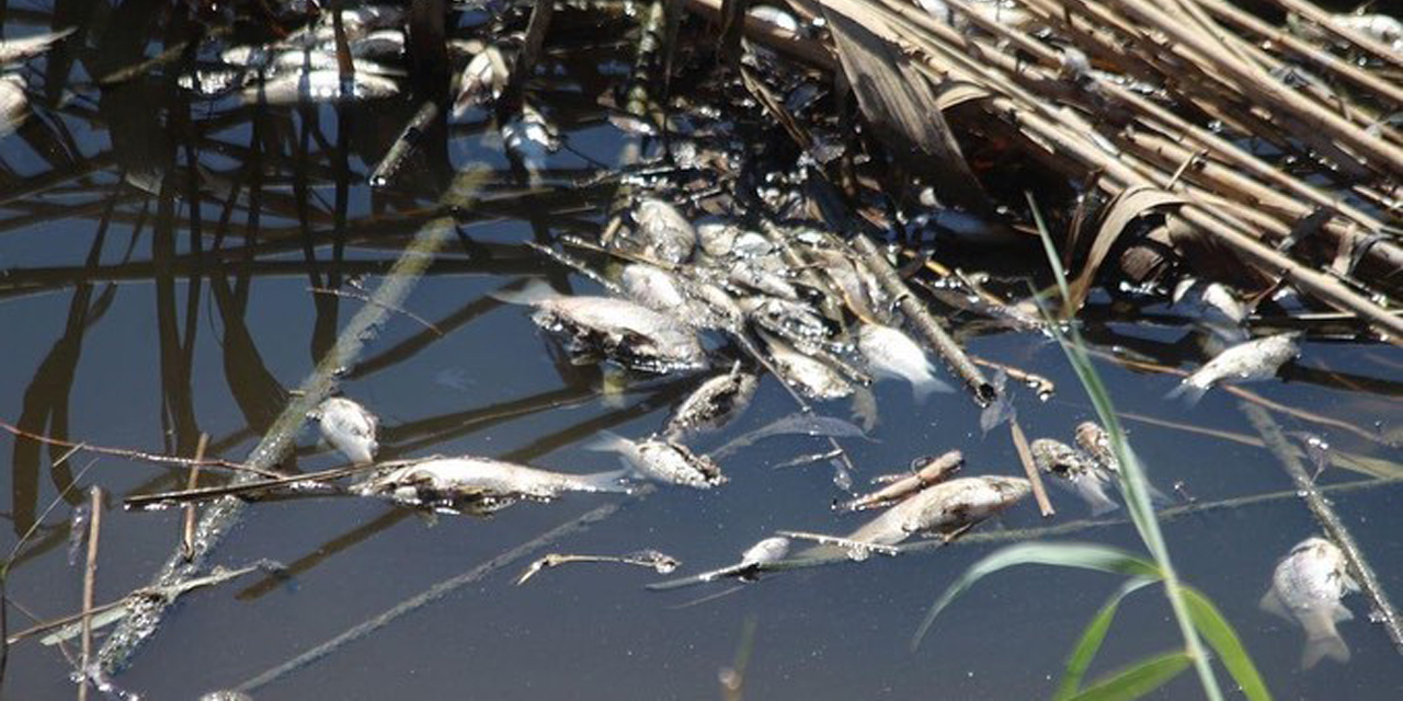 Büyük Menderes’teki balık ölümleri tedirgin etti