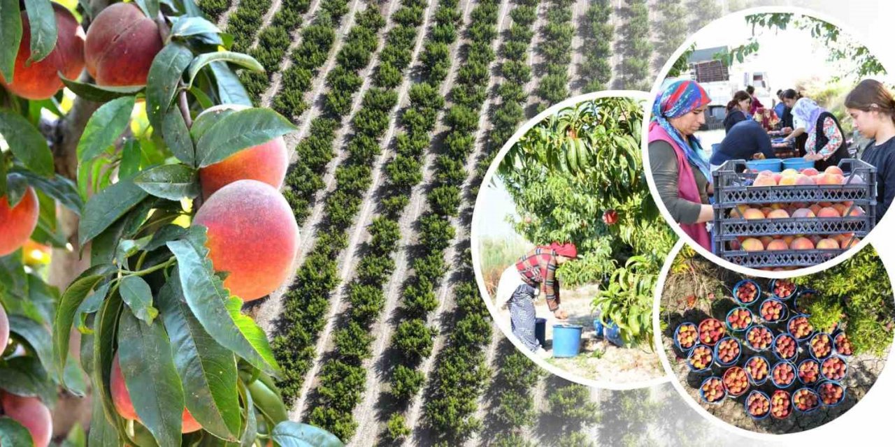 Pamukkale’de şeftali hasadı başladı