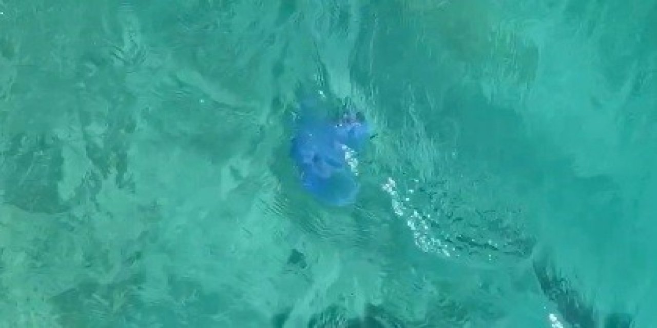 Denizanaları Foça’dan sora Çeşme kıyılarında da panik oluşturdu