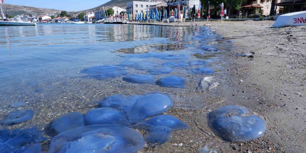 Foça’da denizanası istilası sürüyor: Su altı kamerasıyla istila görüntülendi