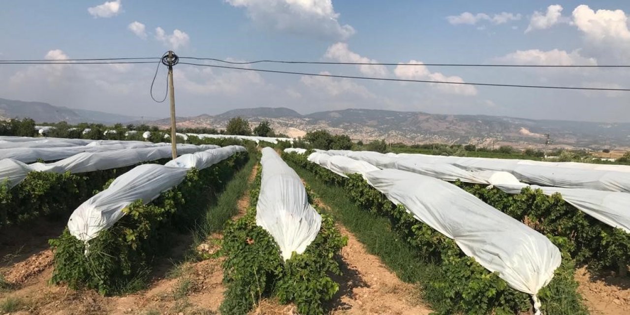 Üzümler branda örtülerle koruma altına alındı
