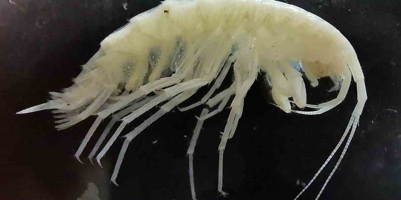 Türkiye’nin en derin 3’üncü mağarasında yeni bir ’yangıç’ türü keşfedildi