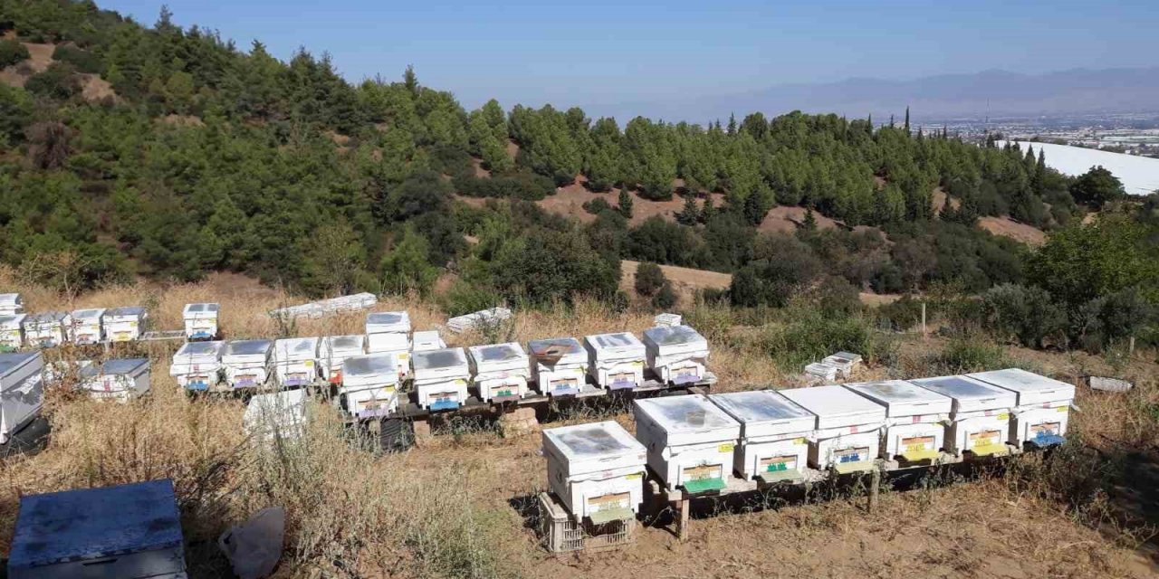 Arı kuşları 25 kovanı telef etti
