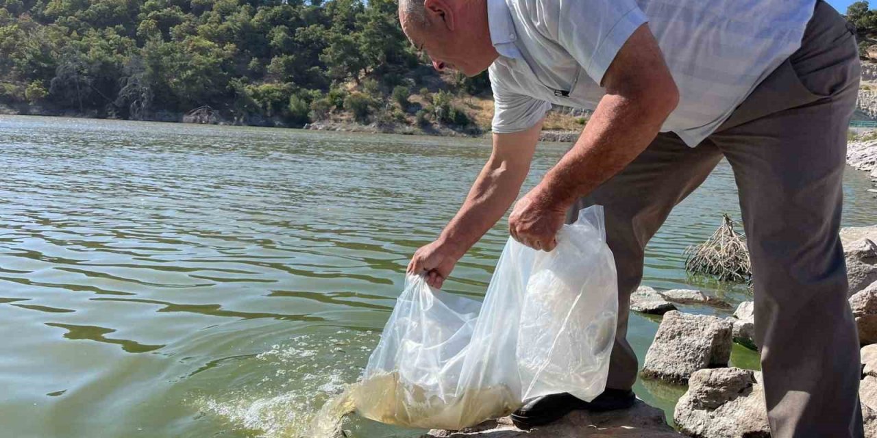 Manisa’nın göletlerine 30 bin yavru sazan balığı bırakıldı