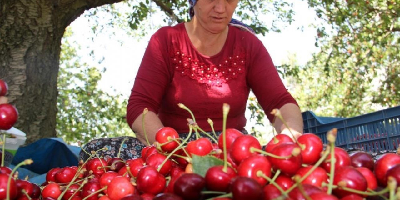 Olumsuz iklim şartlarına rağmen kiraz ve domates ihracatında rekor