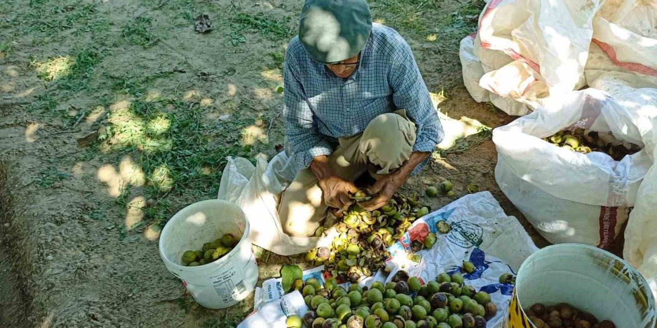 Aydın’da ceviz hasadı başladı
