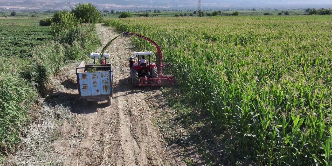 Denizli’de silajlık mısır hasadı sürüyor