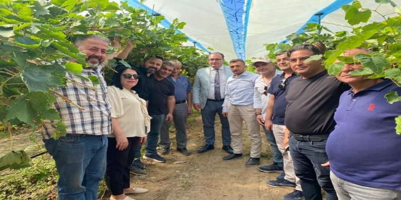 Sarıgöl’de örtü altı üzüm yetiştiriciliği yaygınlaştırılacak