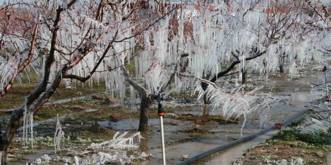 Buzla korunan ağaçlar meyve verdi