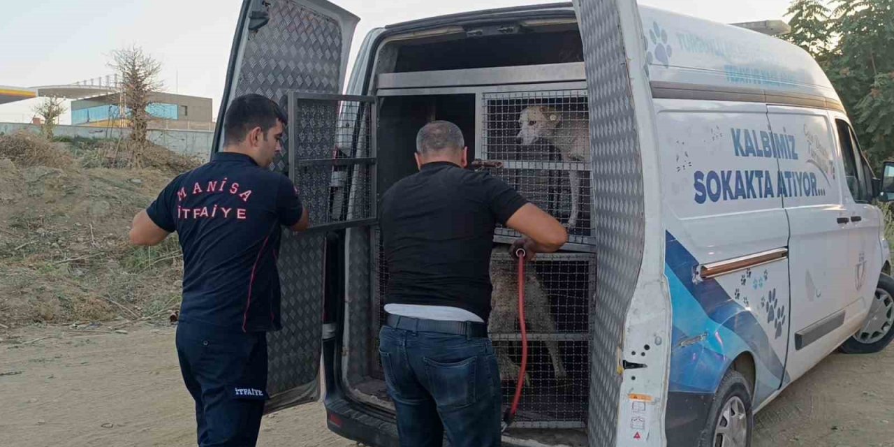 Turgutlu’da dere yatağında mahsur kalan köpek kurtarıldı