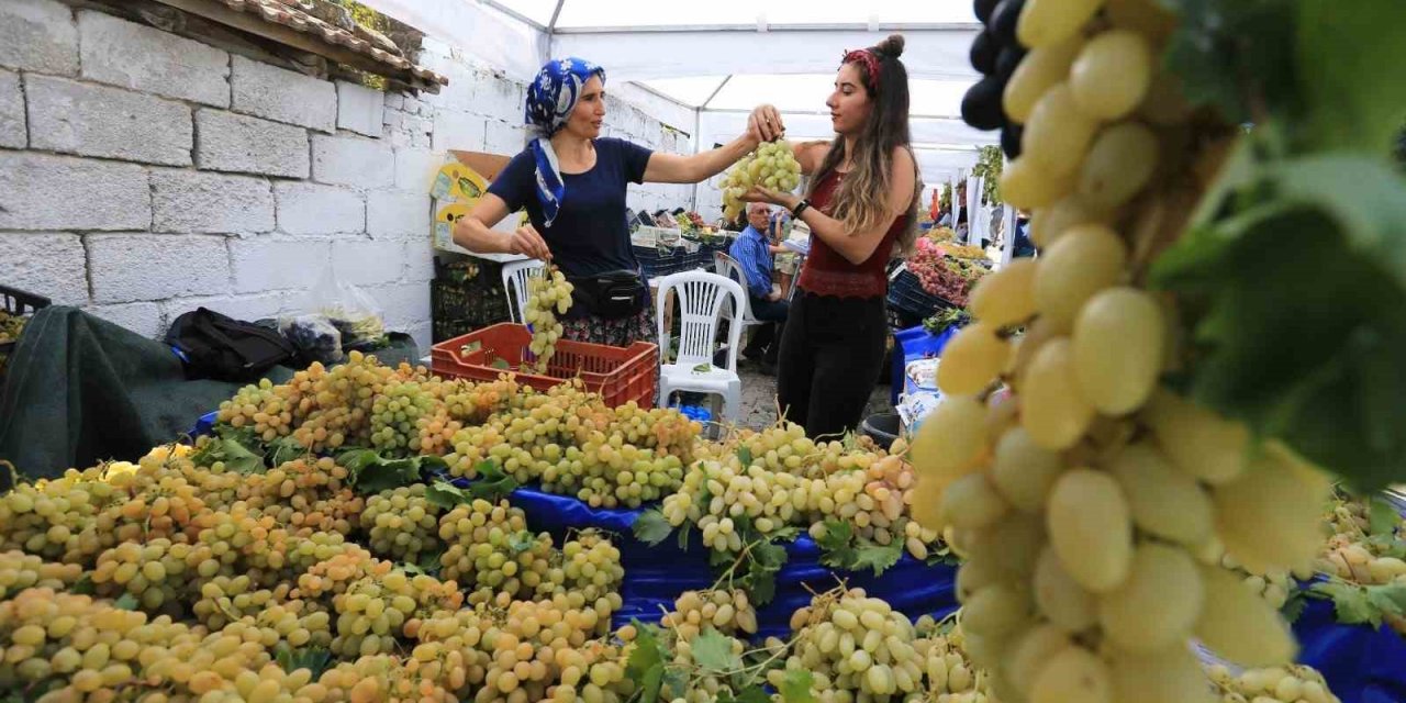 Selçuk Gökçealan üzüm şenliğine hazırlanıyor