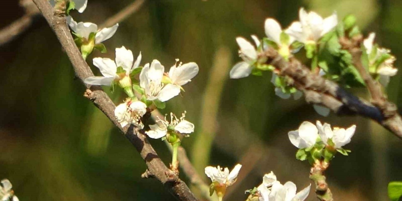 Sonbaharda çiçek açan erik ağacı görenleri hayrete düşürüyor