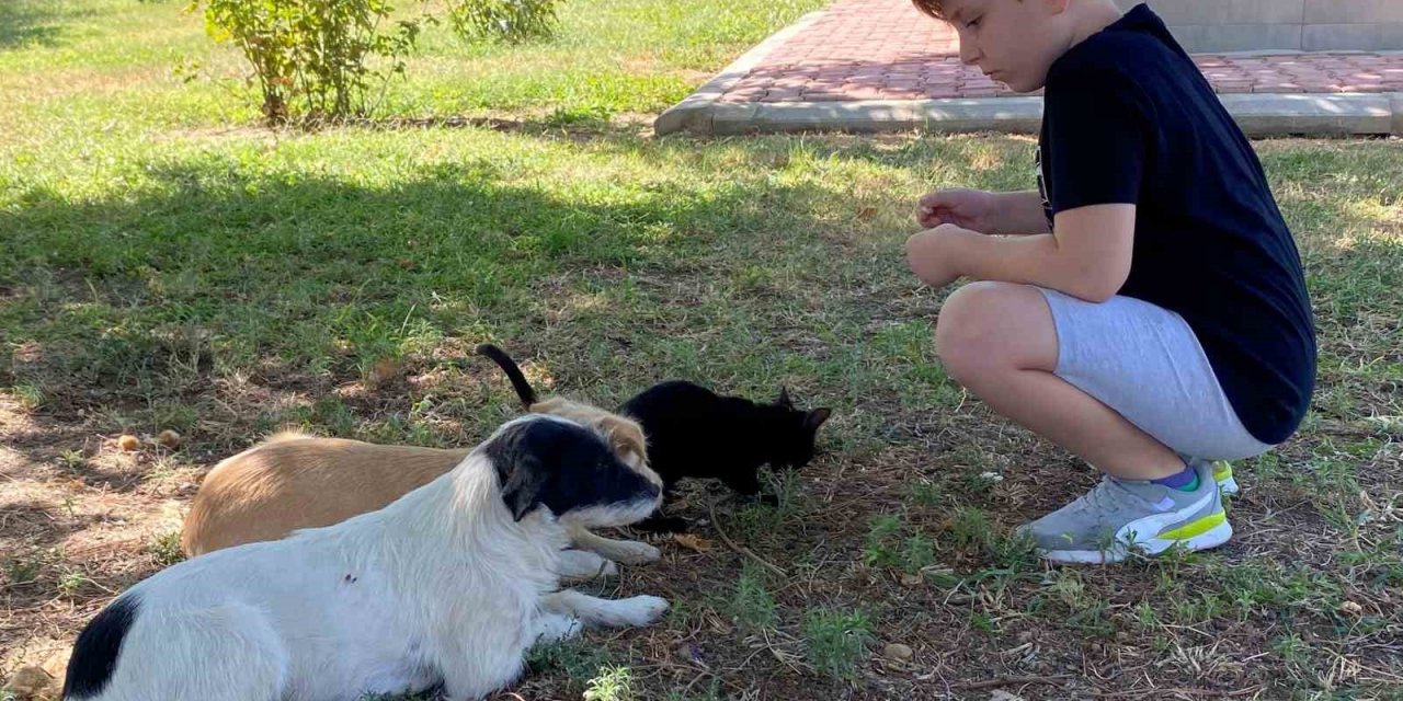 Kedi ve köpeğin örnek dostluğu