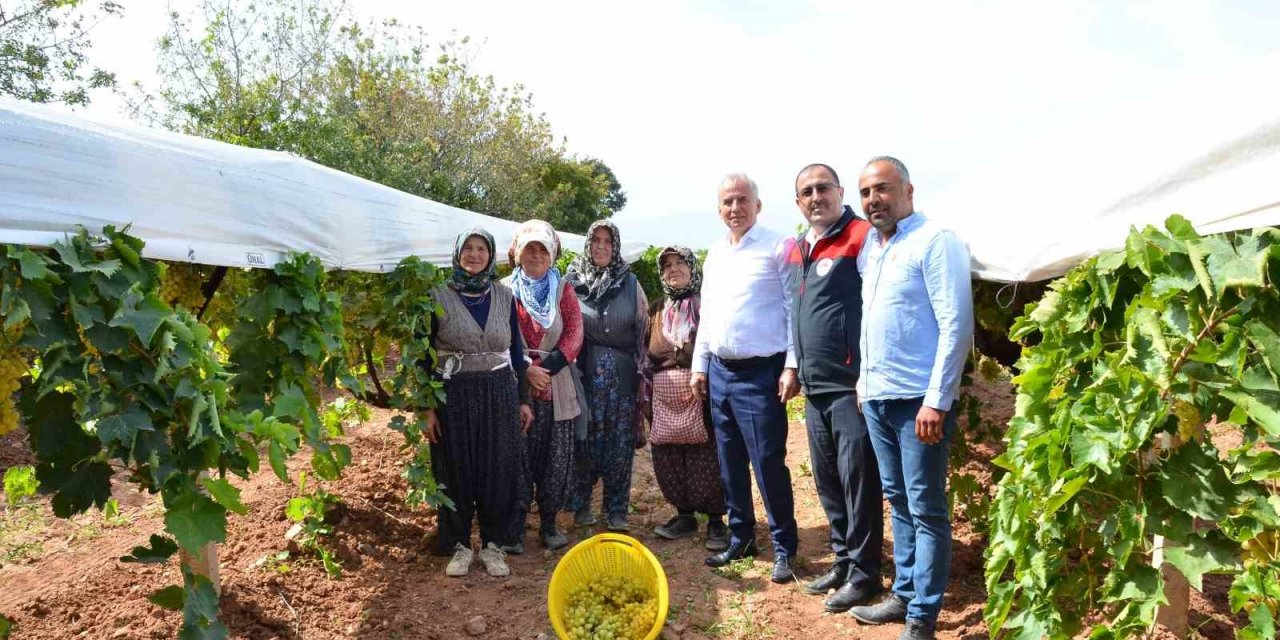 Denizli’de salkım güvesiyle biyolojik mücadele devam ediyor
