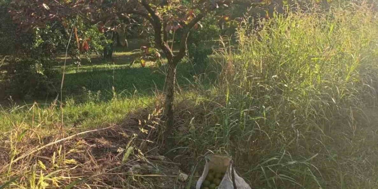 Zeytin hırsızları yakalandı