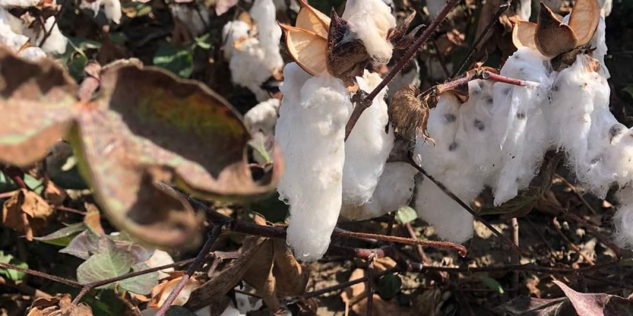 Son yağışlar Söke Ovası’ndaki pamuğa kısmen zarar verdi