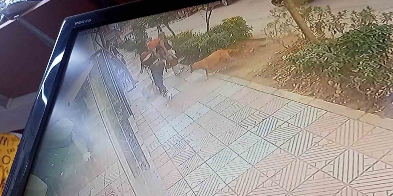 Vatandaşlara saldıran pitbull yakalanarak bakımevine alındı