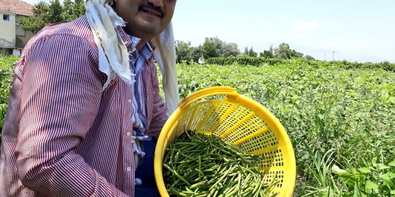 Kızılçukur börülcesi gözde ürün oldu