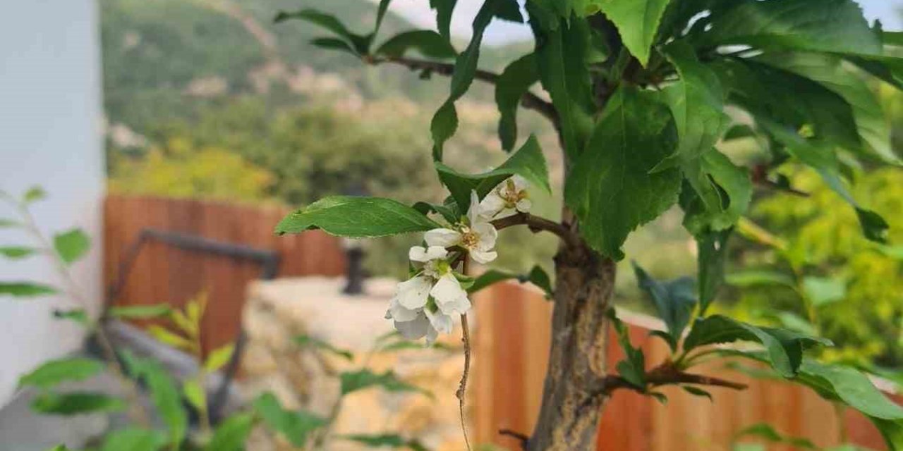 Erik ağaçları Ekim’de çiçek açtı