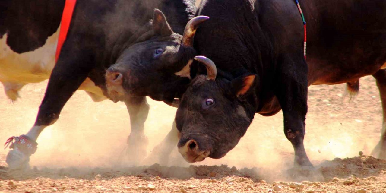 Osmanlı’dan gelen Yörük geleneği, ‘Boğa güreşi’