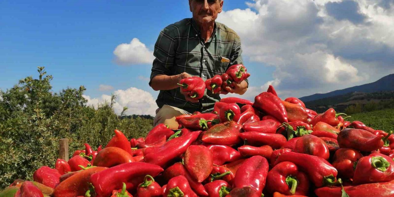 Salihli’de kapya biber bereketi