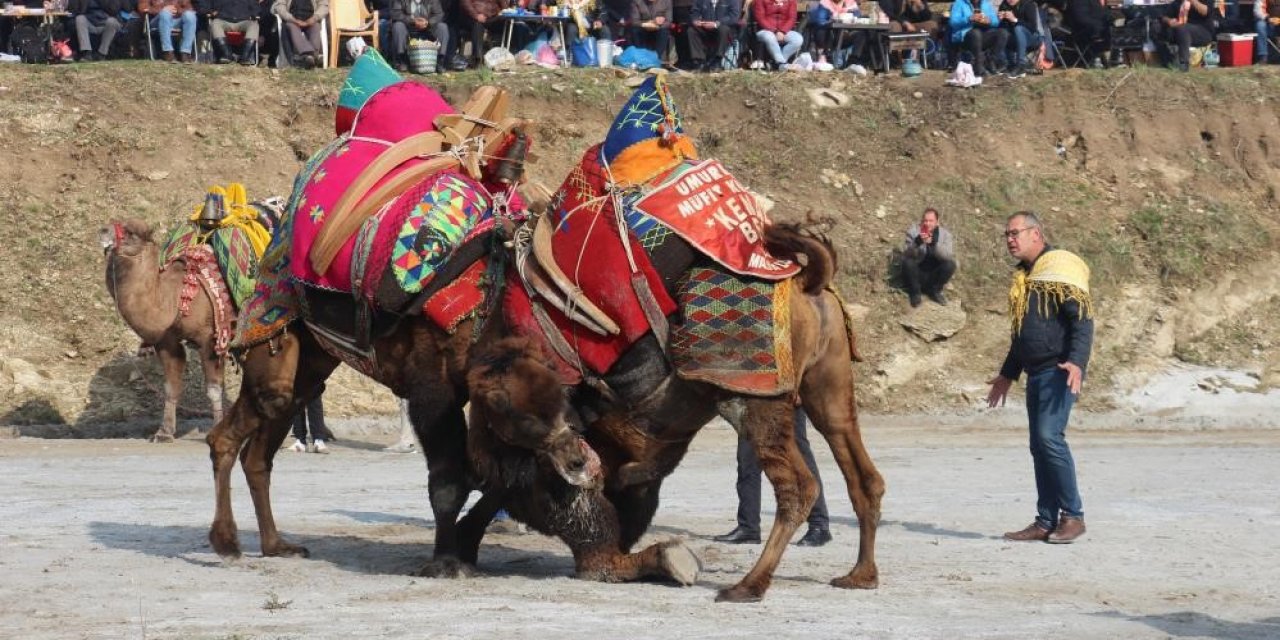 Aydın’da deve güreşi sezonu başlıyor