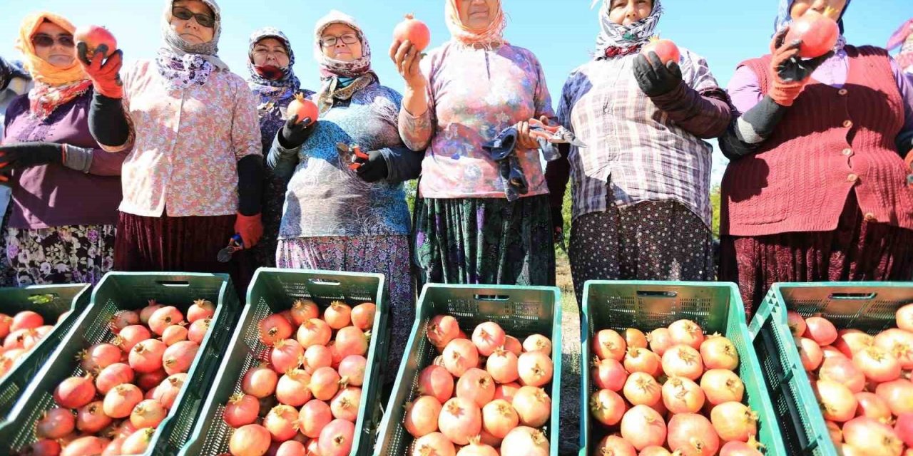 Zeytinköy’ün ilk ‘nar şenliği’ bu pazar yapılacak