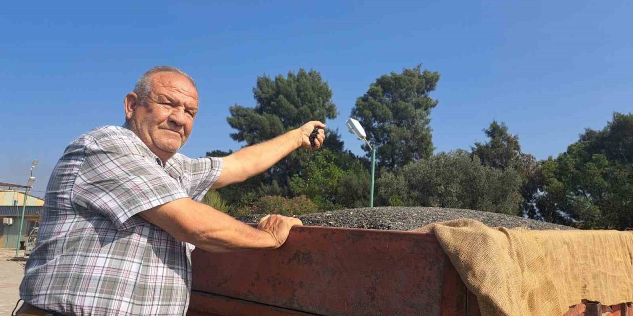 Söke Ovası’nda ayçiçeği hasadı başladı