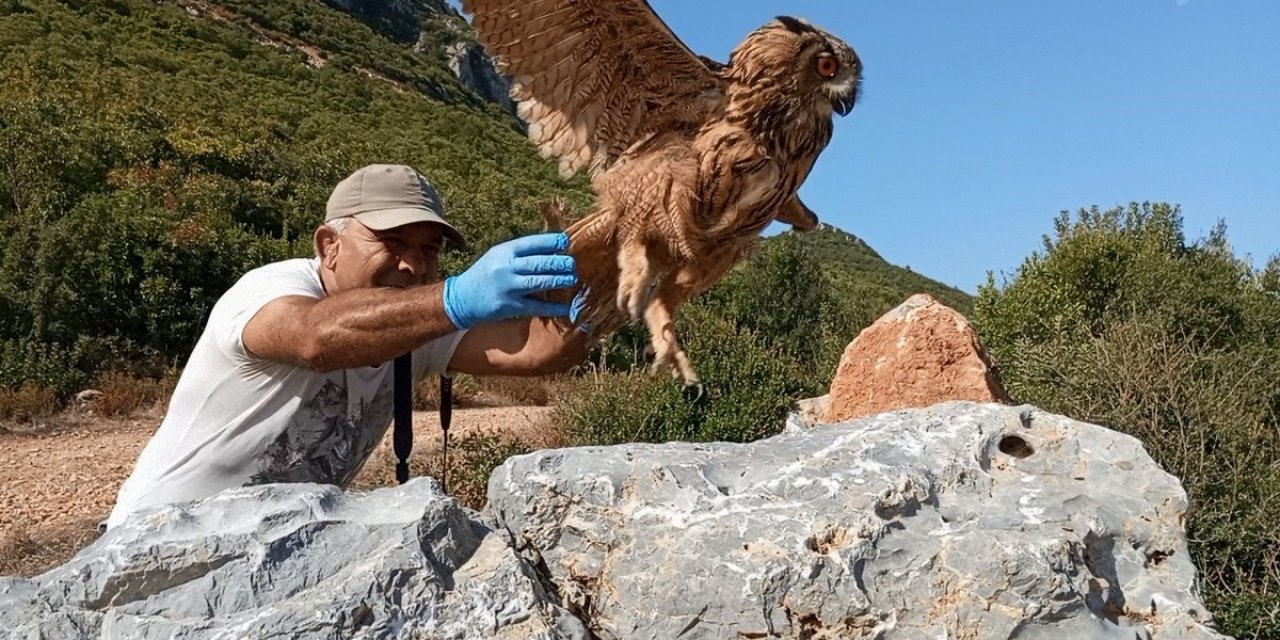 Tedavisi tamamlanan baykuş özgürlüğe kanat çırptı