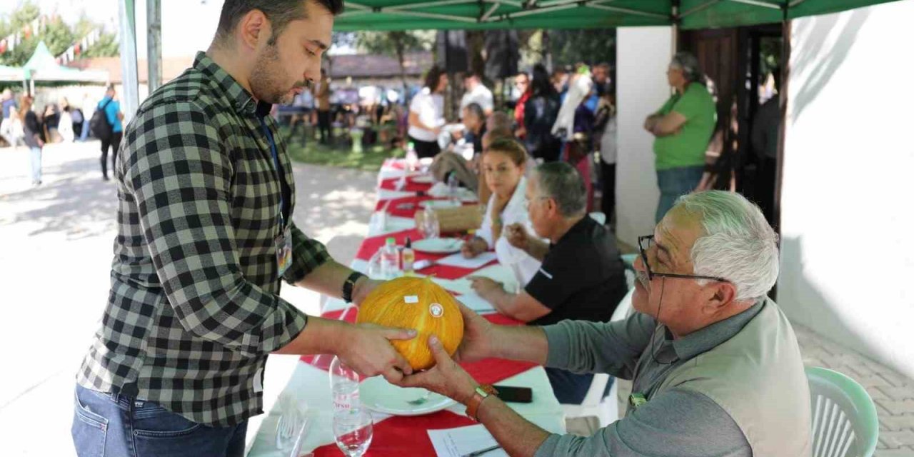Muğla’da ’En güzel kavun’ yarışması