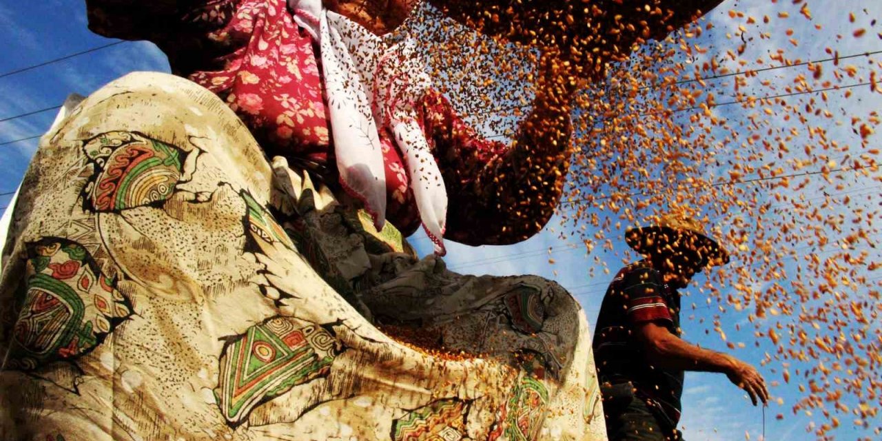 ’Altın susam’ hasadı başladı: En büyük pazar Japonya