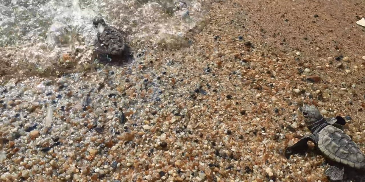 Kuşadası ve Didim’de 502 kaplumbağa yavrusu denizle buluşturuldu