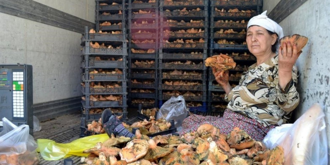 Çıntar mevsimi başladı, kilosu 150 TL’den satılıyor