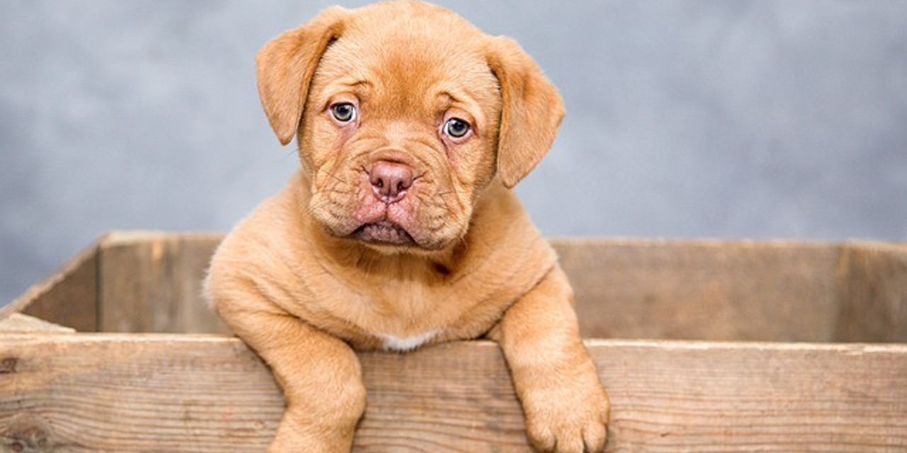 Köpek sahiplenme rehberi: Başlangıç için ipuçları