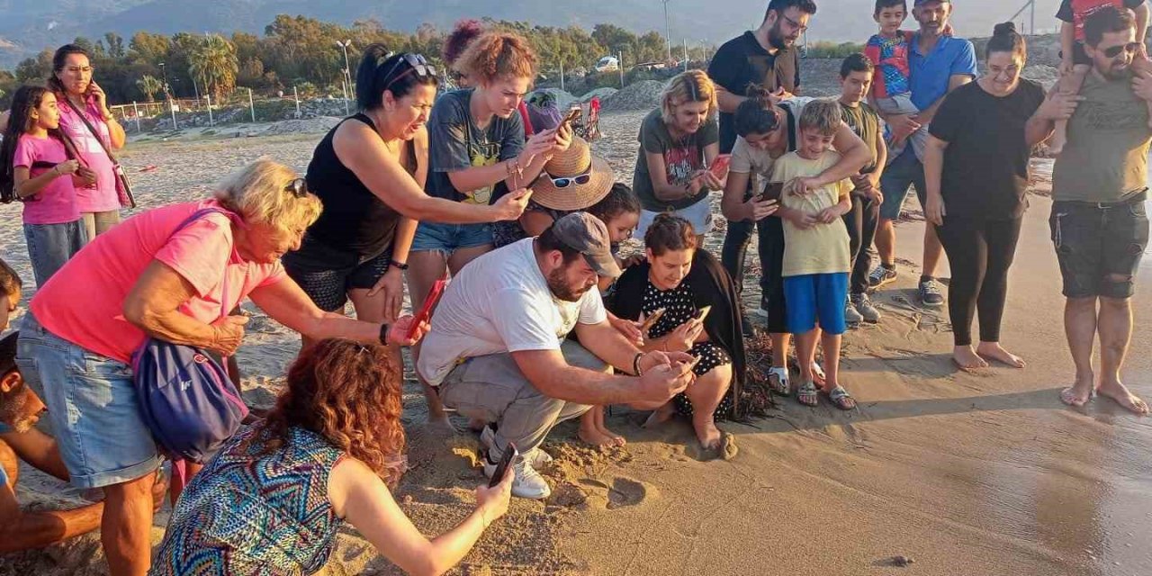 Caretta carettalar Aydın’ı sevdi