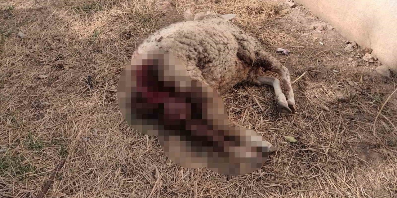 Sokak köpekleri koyunu telef etti
