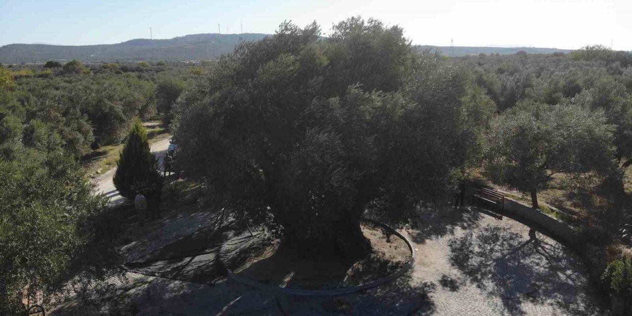 Bin 600 yıllık ağaç kuraklığa meydan okudu, dalları meyveyle doldu