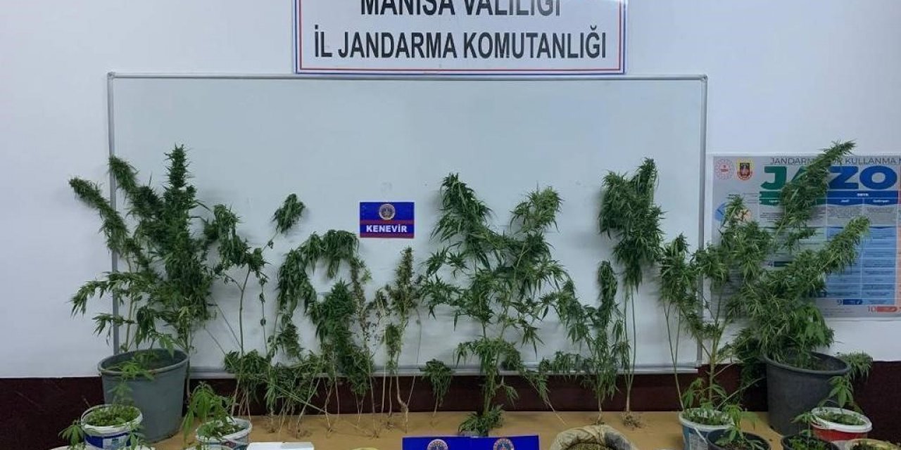 Ev ve tarlalarında kenevir yetiştiren şahıslar yakalandı