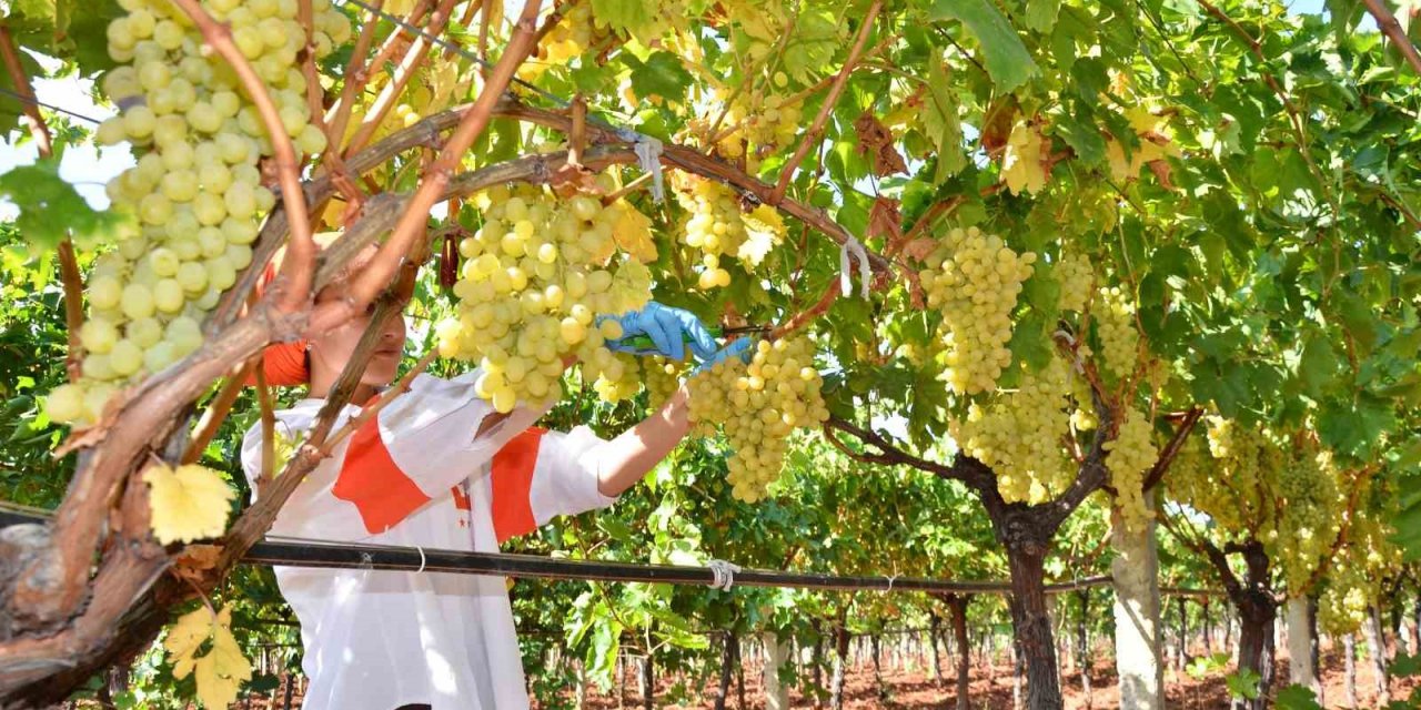 Denizli’nin bağlarında üzüm hasadı sona erdi