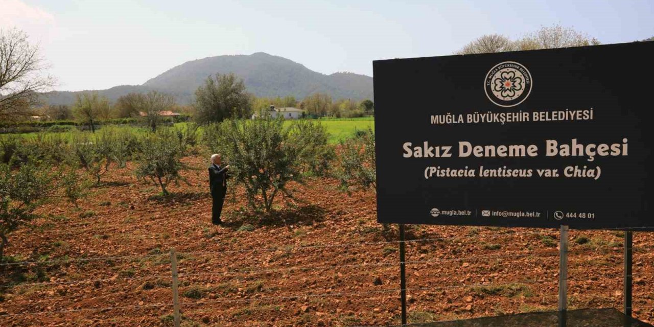 Sakız deneme bahçesi ilk ürünlerini verdi