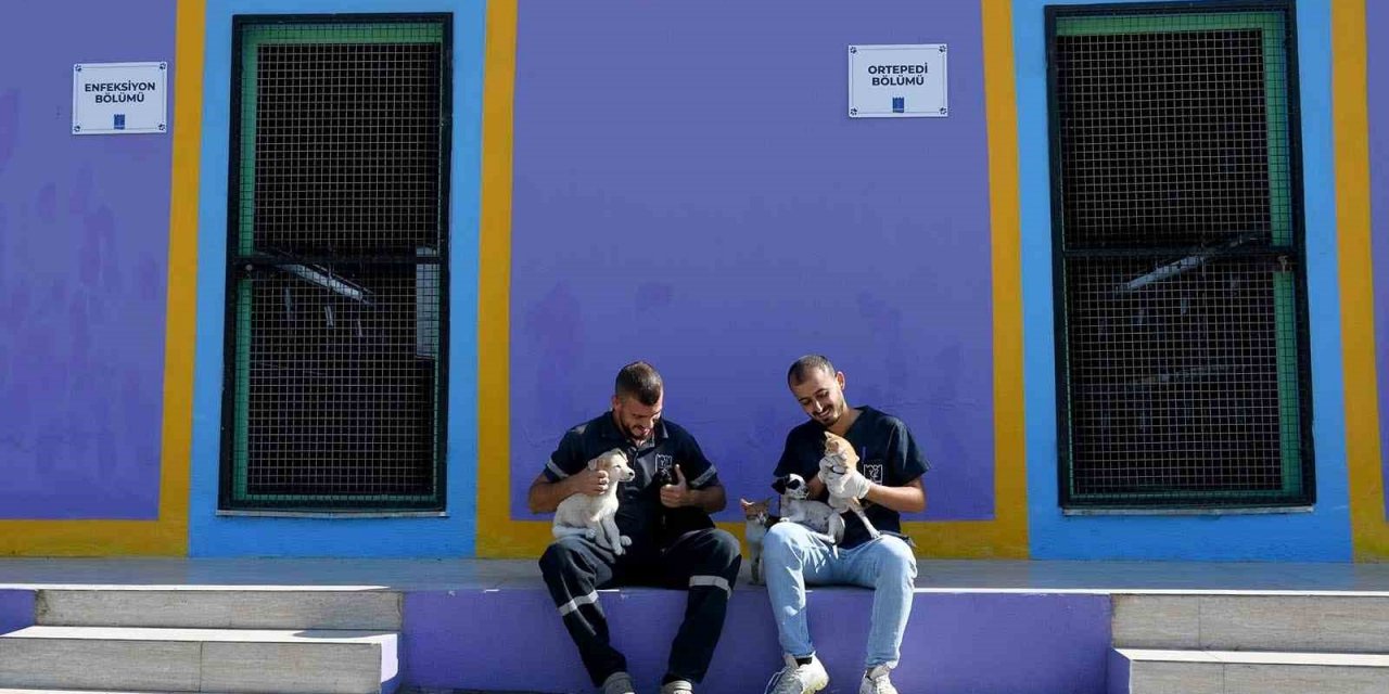 Kuşadası’nın sokak hayvanları sevgi ve müziğin gücüyle iyileşiyor