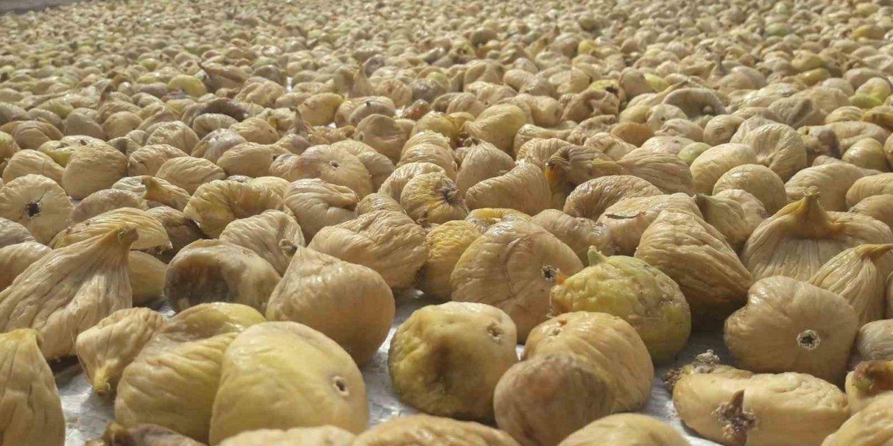 Aydın’ın mili meyvesi kuru incir ihracatı 73 bin 388 ton ile 260 milyon dolara ulaştı