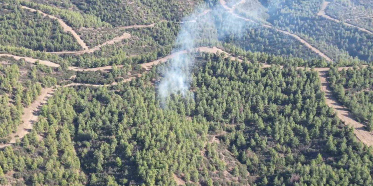 Nazilli’de orman yangını