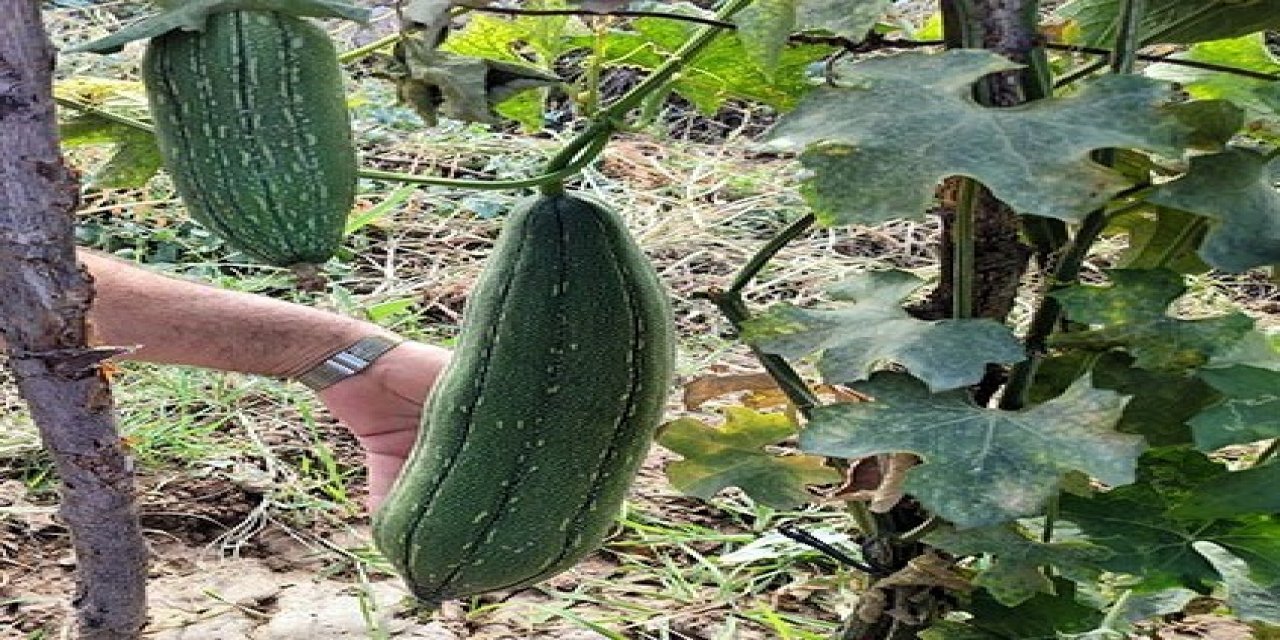 Denizli’de ilk kez lif kabağı yetiştirildi