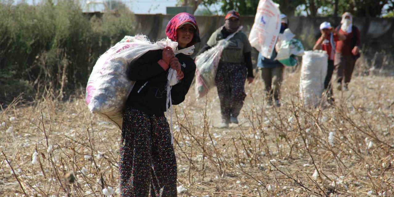 Aydın Ovası’nda ‘kalıntı pamuk’ mesaisi