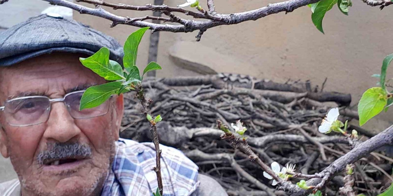 Erik mevsimleri şaşırdı, aynı yılda ikinci ürünü veriyor