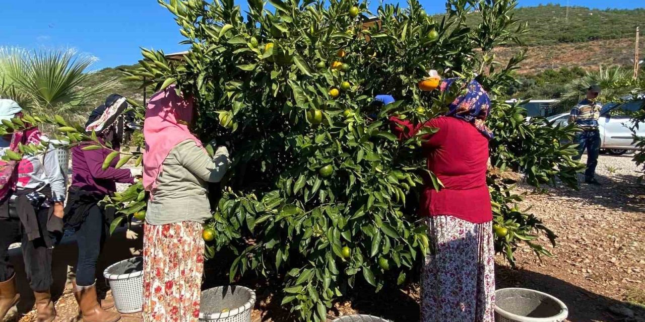 Muğla’da narenciye bahçelerinde hasat dönemi başladı