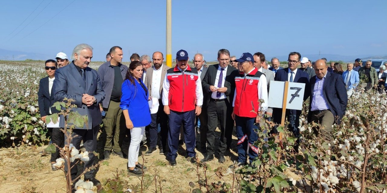Nazilli Pamuk Enstitüsü’nün yerli ve milli pamuk çeşitleri Söke Ovası’nda tanıtıldı
