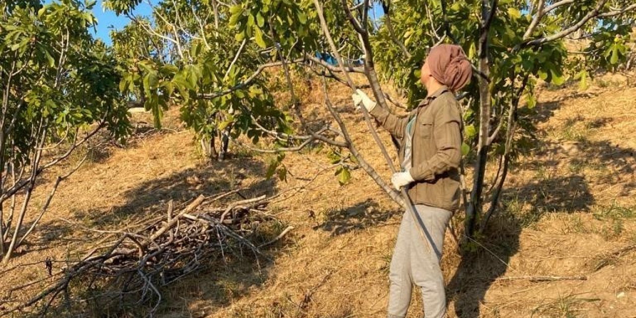 Aydın’da incir hasadı sona erdi